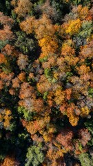 Aerial top view of a dense forest in autumn