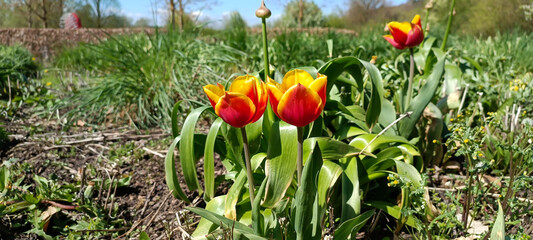 Spring blooming tulip field. Spring floral background.