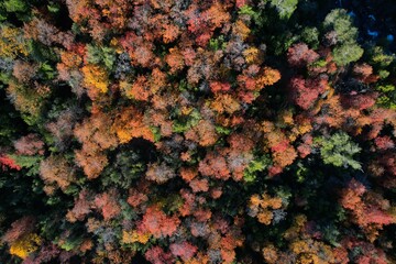Aerial top view of a dense forest in autumn