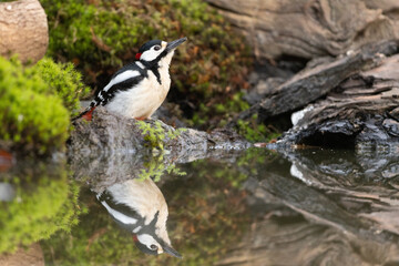 Great spotted woodpecker in forest near pond, tapping on tree trunk, vibrant plumage, foraging for insects