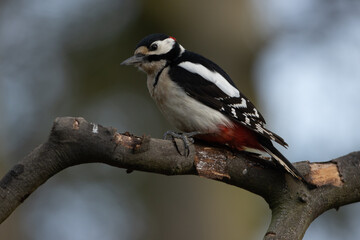 Great spotted woodpecker in forest near pond, tapping on tree trunk, vibrant plumage, foraging for insects