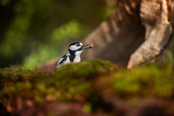 Great spotted woodpecker in forest near pond, tapping on tree trunk, vibrant plumage, foraging for...