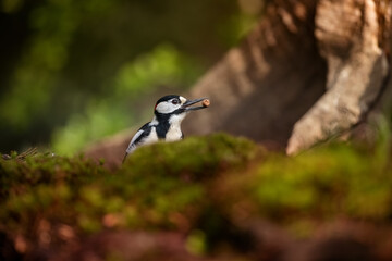 Great spotted woodpecker in forest near pond, tapping on tree trunk, vibrant plumage, foraging for insects