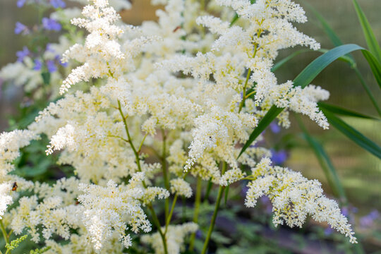white lush flower astilbe diamond grows and is colorful