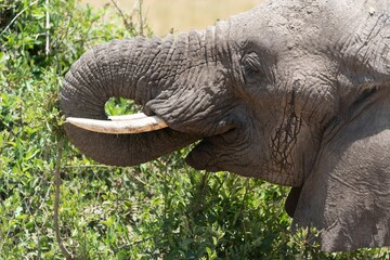 African elephant animal eating wild green plants in the farm in the summer, closeup shot