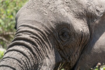 Closeup detail of the head of an African elephant animal eating wild green plants in the forest