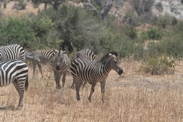 Herd of zebras grazing on brown grass fields on the farm