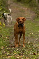 View of a beautiful dog looking at the camera in a forest