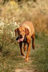 Vertical shot of Hungarian Vyzhla dog running with tongue out in a rural field