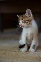 Little kitten with closed eyes