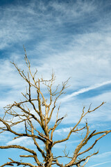 dry tree against blue and cloudy sky