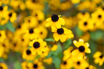 Closeup of a bunch of small yellow flowers