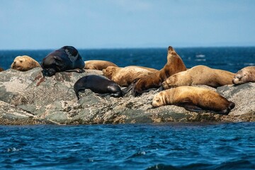 Group of Steller sea lions lying on rocky surface in the middle of blue sea