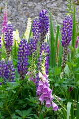 Fototapeta premium Vertical shot of common foxgloves blossoming near Blarney Castle, Ireland