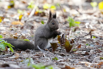 木の実を食べるエゾリス