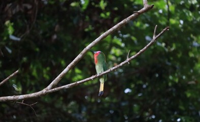 A beautiful colorful wild bird standing on a tree twig