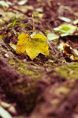 Vertical closeup of a yellow fallen maple leaf
