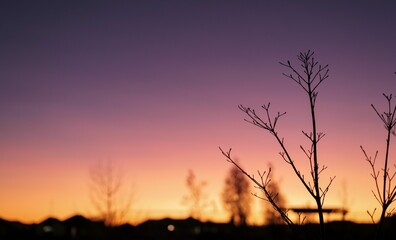 Plants silhouettes with colorful sky at sunset in the background