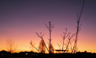 Plants silhouettes with colorful sky at sunset in the background