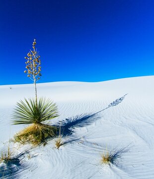 Closeup of a beautiful Soaptree yucca growing on a white sand hill against a blue sky