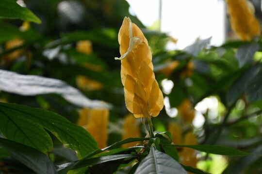 Closeup of a yellow flower of a Pachystachys lutea plant