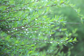 thin branches with green leaves adorned with rain drops, softly blurred background. concepts: health and wellness platforms, gardening websites, advertisements for natural products, skincare, purity