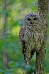 Vertical shot of a majestic barred owl on a tree branch