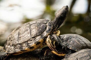 Closeup of two turtles in a forest