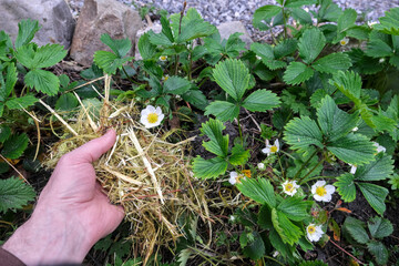 A handful of shredded plants at the base of strawberry plants