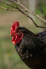 Vertical shot of a rooster from the side against blur background