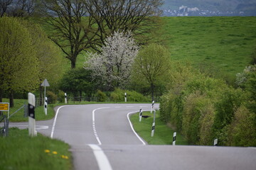 country road in rural Luxembourg during spring - obrazy, fototapety, plakaty