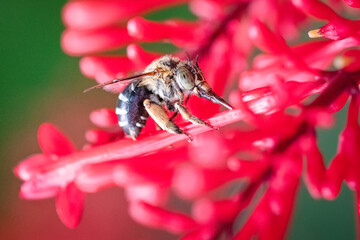 Australian native blue banded bee, Amegilla, on red flower, macro closeup