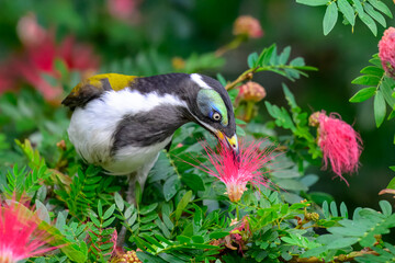 Native blue-faced honeyeater bird drinking nectar from red bottle brush tree flowers, closeup, backyard garden, australia