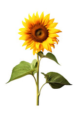 Fototapeta premium Sunflower isolated on transparent background, PNG. Beautiful sunflower for card, logo, scrapbooking, decor