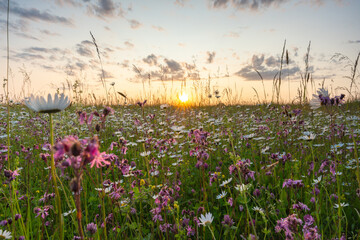Sunset over white blooming daisies of a wildflower meadow in the nature of Bavaria Germany. Concept...