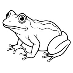 frog on white background
