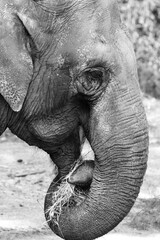 close up of an elephant