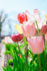 森林公園の美しいチューリップ畑