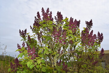 lilac starting to bloom