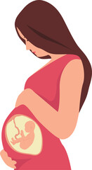 A pregnant woman touching her belly. A baby in the womb is in the fetal position with its head up.  Vector illustration. Transparent background. 