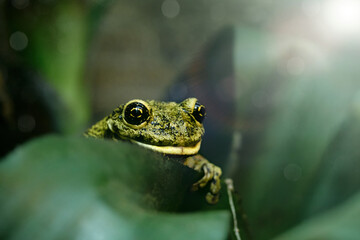 Curious frog sitting on a green leaf in the sunlight and looking at the camera. Close-up photo.