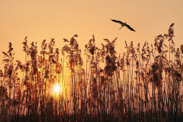 A majestic stork soars through the air above a field of tall pampas grass at sunset, its silhouette...
