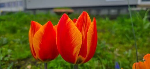 Obraz premium Spring blooming tulip field. Spring floral background.