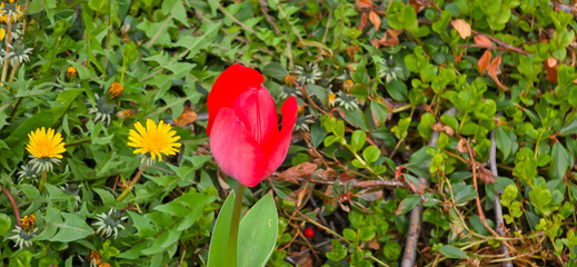 Spring blooming tulip field. Spring floral background.