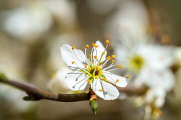 Macro photography of a white flower with yellow stamens on a tree branch