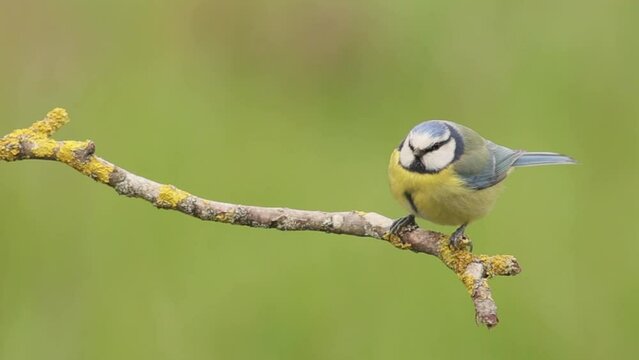 blue tit perched on a branch that flies away, cyanistes caeruleus, passerine bird, paridae