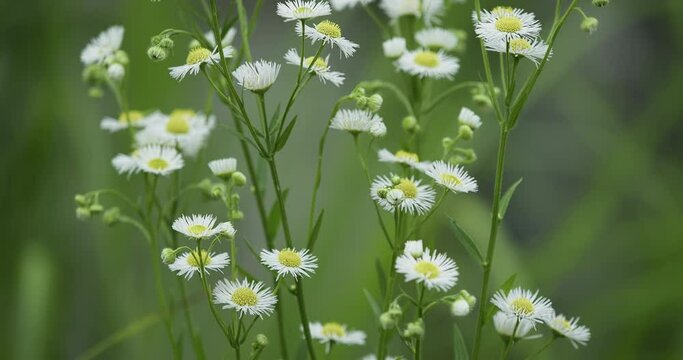 ヒメジョオン　姫女菀、Erigeron annuus