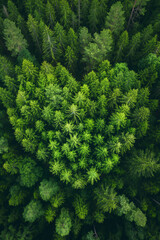Aerial perspective of a thick heart-shaped forest with a multitude of trees covering the landscape.