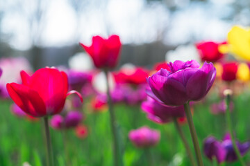 森林公園の美しいチューリップ畑