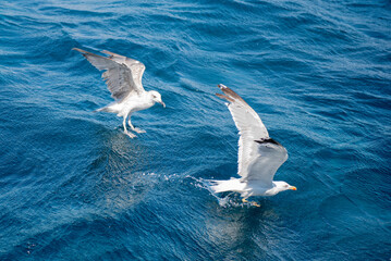 Closeup of seagulls flying over the sea of Sardinia, Italy - 783672654